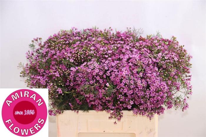 <h4>CHAME UN PRINCE</h4>