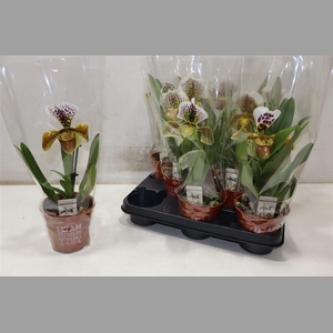 Paph Amerika Hyb Gem