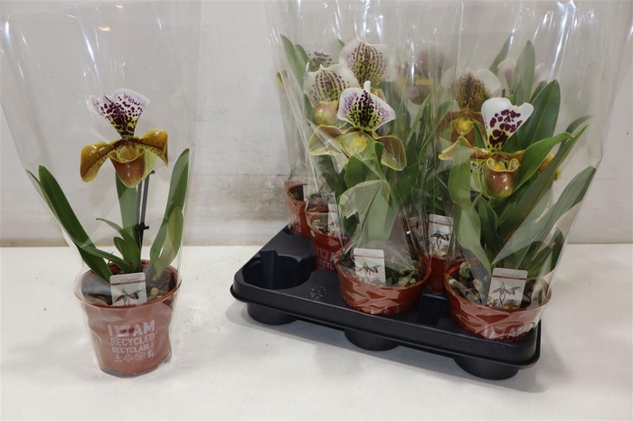 <h4>Paph Amerika Hyb Gem</h4>