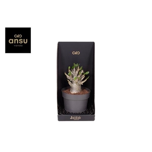 Baobab Adenium - Collection