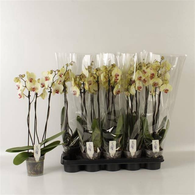 <h4>PHAL DESERT BREEZE</h4>