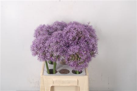 <h4>Allium Globemaster</h4>