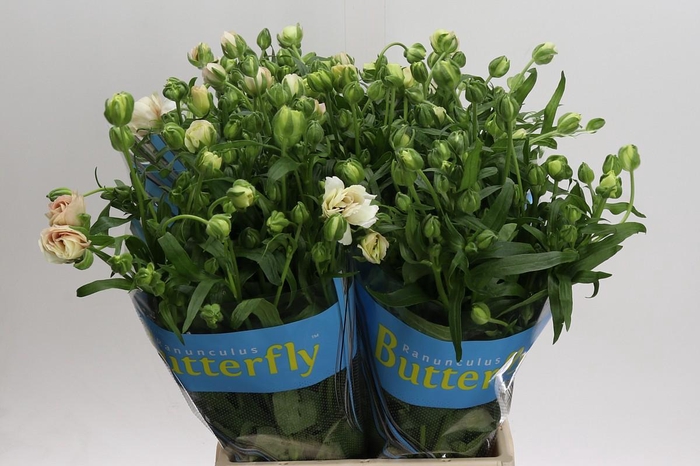 <h4>Ranunculus Butterfly Ariadne</h4>