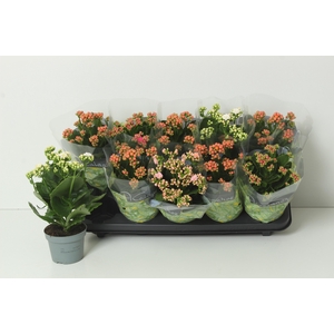 KAL GE PERF GEM 4 KL