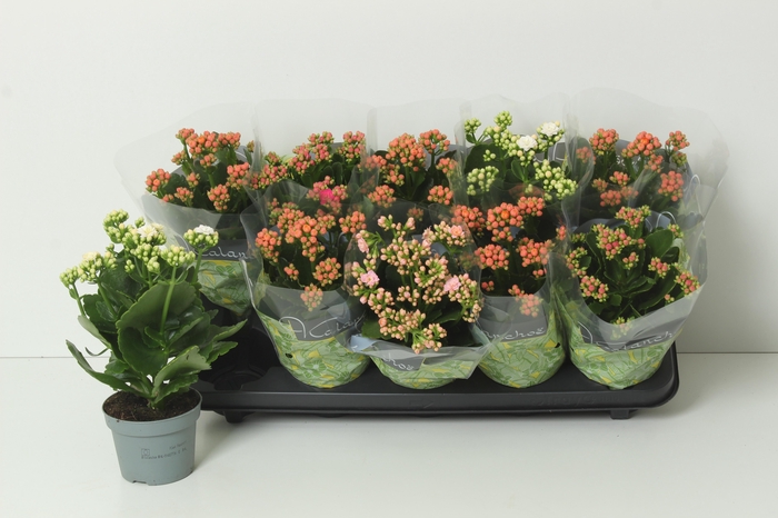 <h4>KAL GE PERF GEM 4 KL</h4>