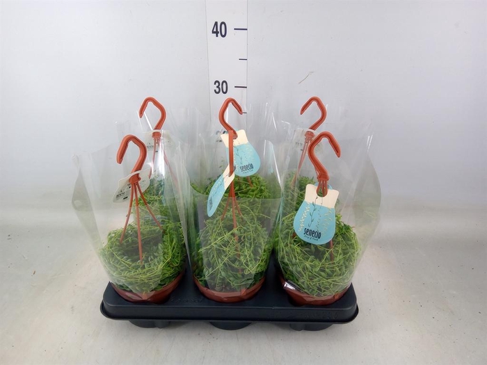 <h4>Senecio herreianus</h4>