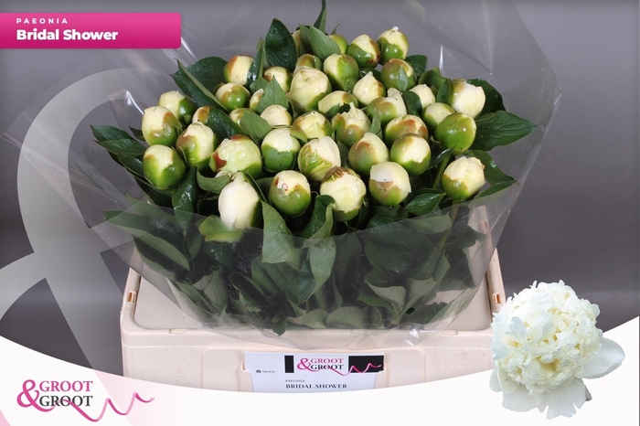 <h4>PAEO L BRIDAL SHOWER</h4>