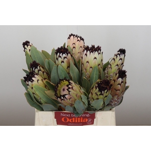 Protea Barbigera Snow Princess