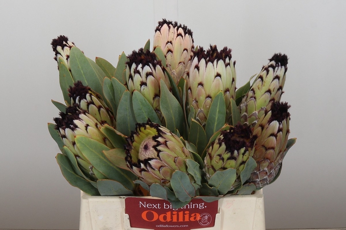 <h4>Protea Barbigera Snow Princess</h4>