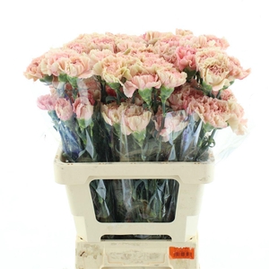 DI ST MERLET CRIMSON