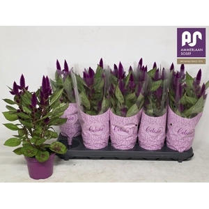CEL DEEP PURPLE