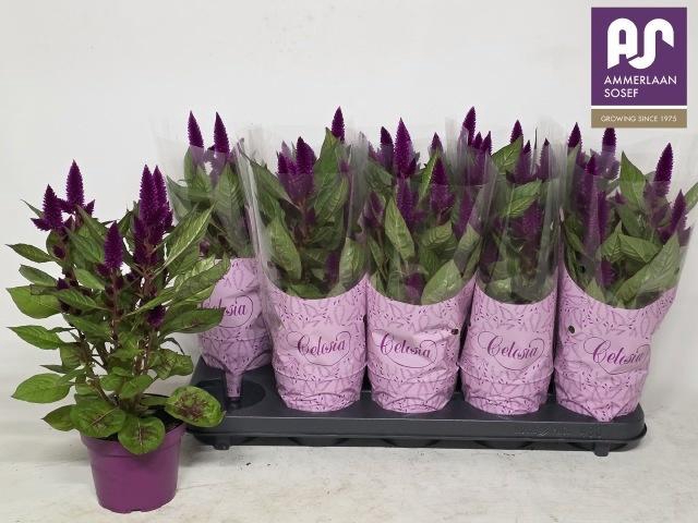<h4>CEL DEEP PURPLE</h4>