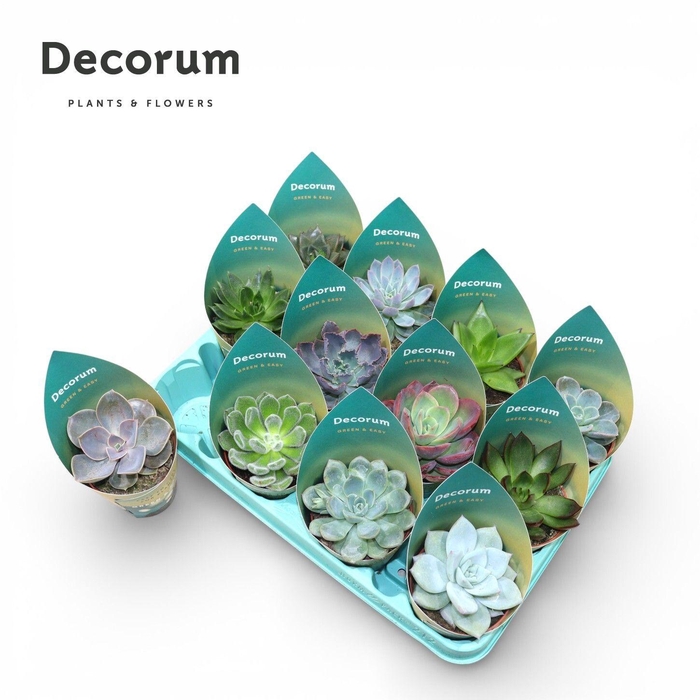 <h4>Green&Easy® Echeveria mix</h4>