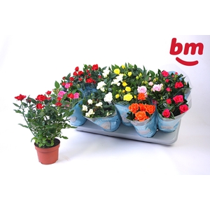 RO B MONDE GEM 7 SRT