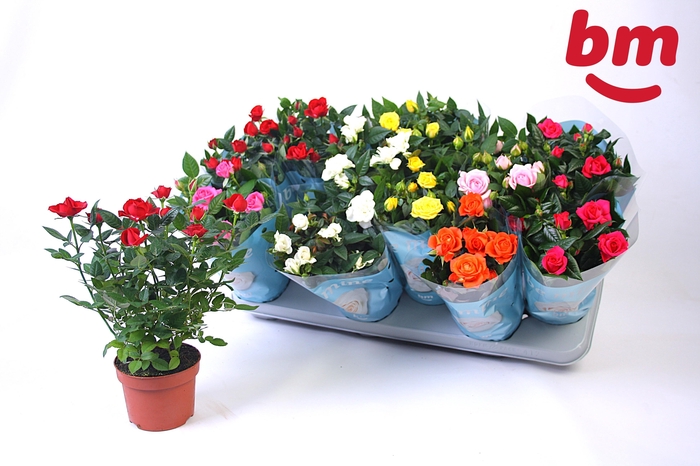 <h4>RO B MONDE GEM</h4>