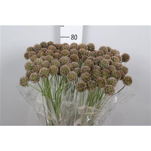 Scabiosa Stellata Zd