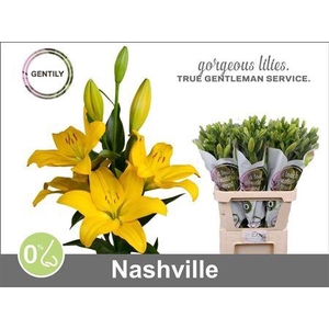 LI LA NASHVILLE