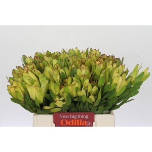 Leucadendron Goldstrike