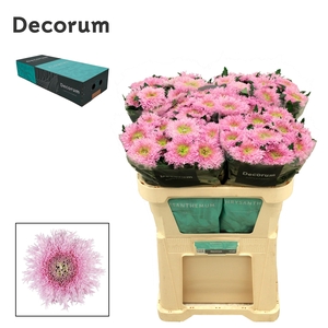 Chrysanten Chr G Etrusko