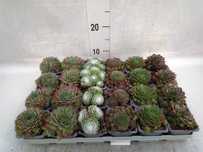 <h4>Sempervivum   ...mix</h4>