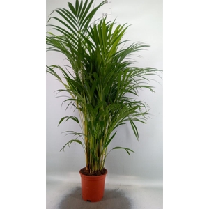 Dypsis lutescens   ...Chrysalidoca