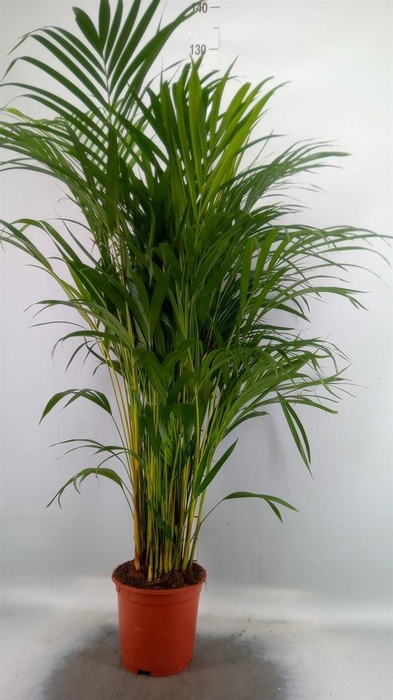<h4>Dypsis lutescens   ...Chrysalidoca</h4>
