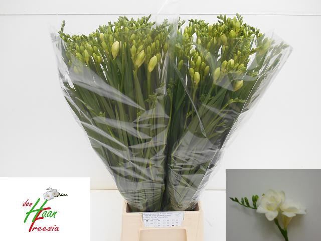 <h4>Freesia du Versailles</h4>