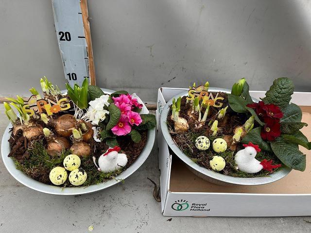 <h4>ARR BOL KNOLGEWAS</h4>