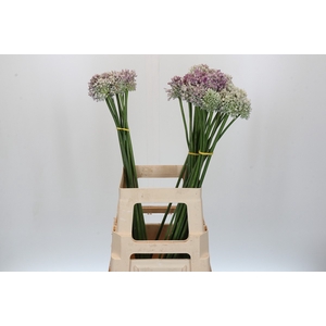 Allium Ampeloprasum