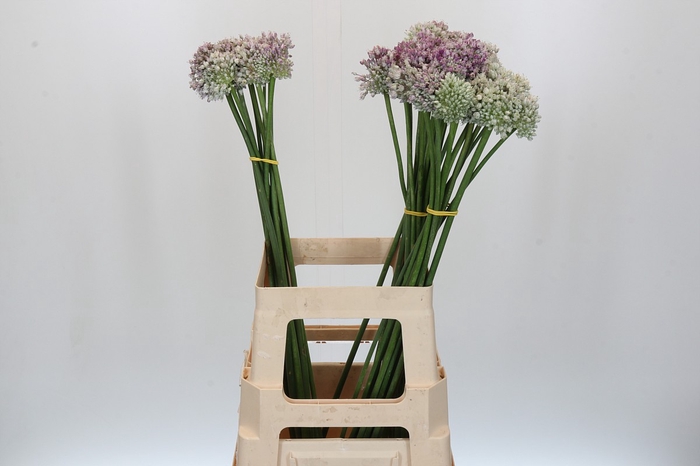 <h4>Allium Ampeloprasum</h4>