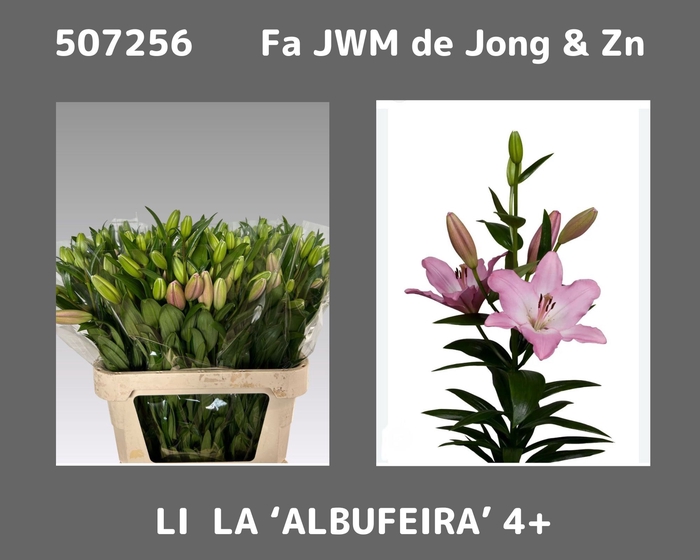<h4>LI LA ALBUFEIRA</h4>
