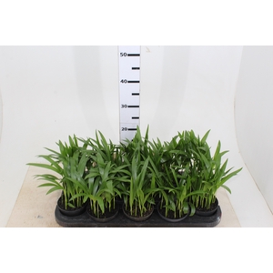 ARECA BAMBU P11