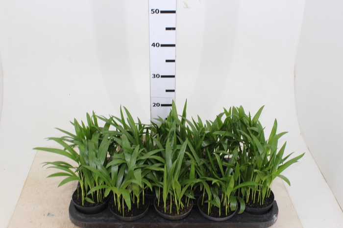 ARECA BAMBU P11