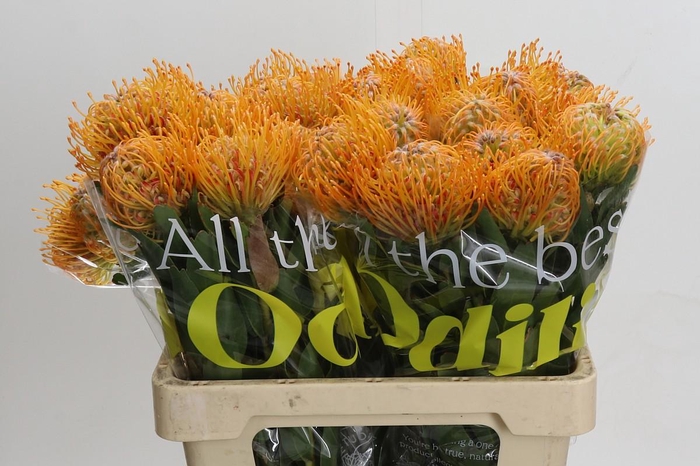 <h4>Nutans Soleil</h4>