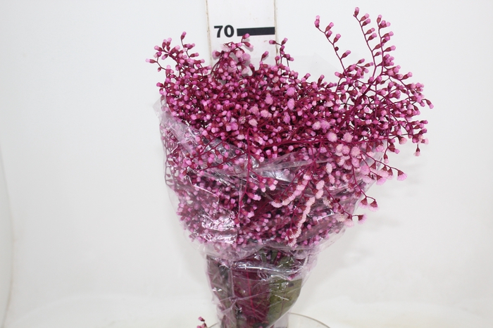 <h4>DEDO DE ANJO PINK</h4>