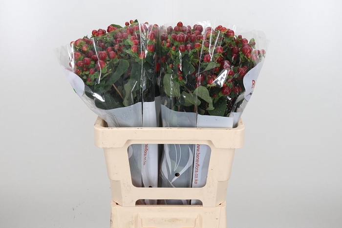 <h4>Hyp Mag Seasons</h4>