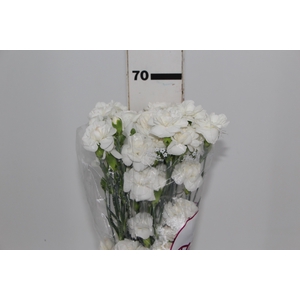 CRAVO SPRAY WESTCRYSTAL 070 CM
