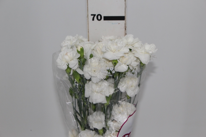 <h4>CRAVO SPRAY WESTCRYSTAL 070 CM</h4>