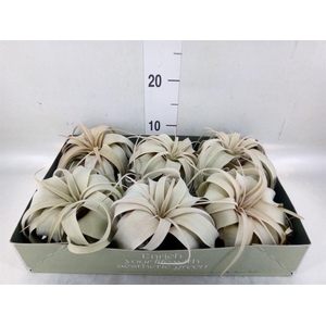 Tillandsia xerographica