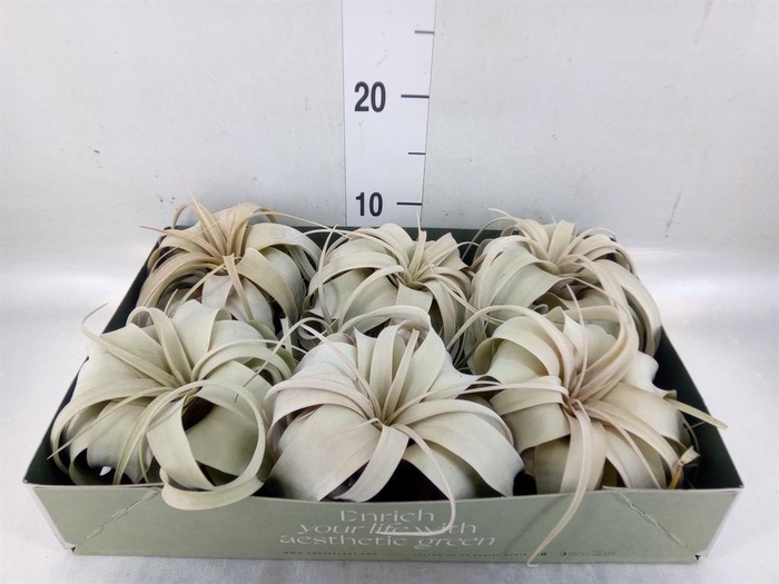 <h4>Tillandsia xerographica</h4>