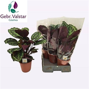 Calathea 'Medallion'