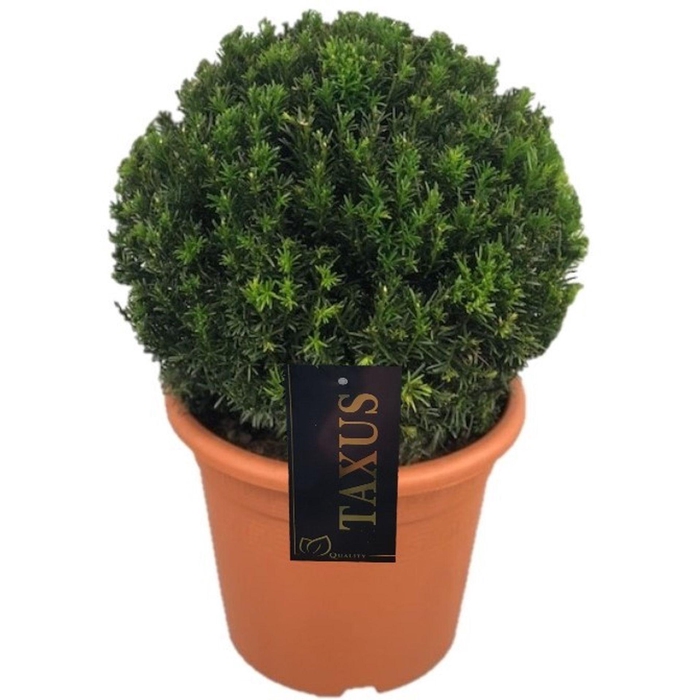 Taxus media Groenland