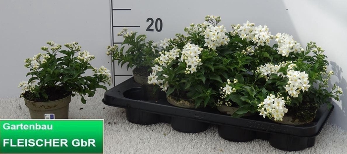 <h4>SOLANUM JASMINOIDES</h4>
