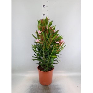 Nerium oleander   ...