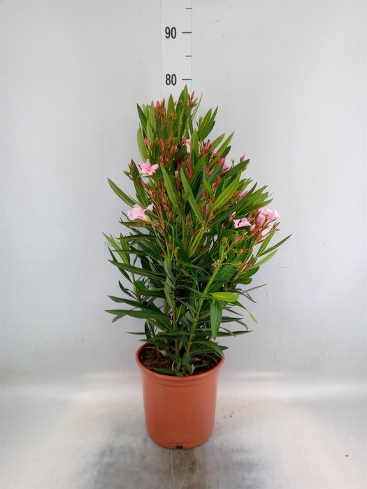 <h4>Nerium oleander   ...</h4>
