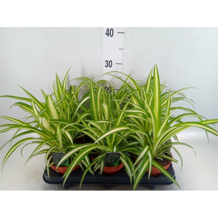 <h4>Chlorophytum com. 'Variegatum'</h4>