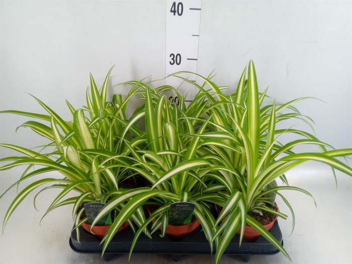 Chlorophytum com. 'Variegatum'