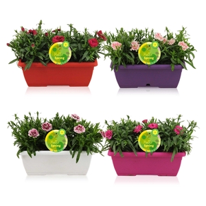 Hello Spring Dianthus Oscar in Duobak Gemengd