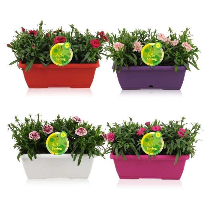 <h4>Hello Spring Dianthus Oscar in Duobak Gemengd</h4>