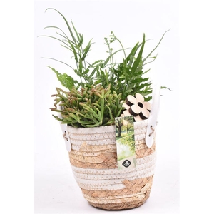 Maismand met oren Dia 13